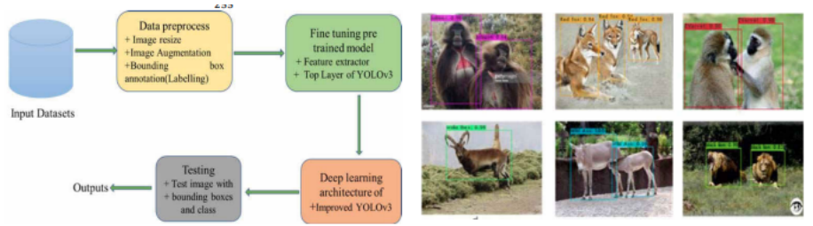 Ethiopian Endemic Animals